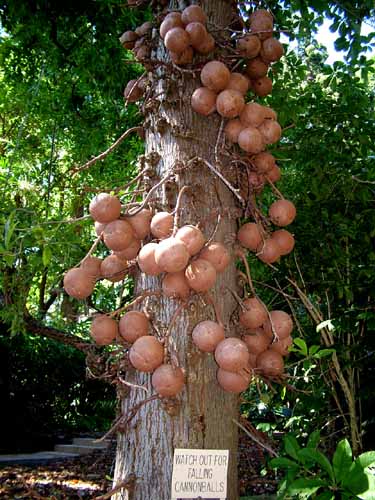 cannonball tree