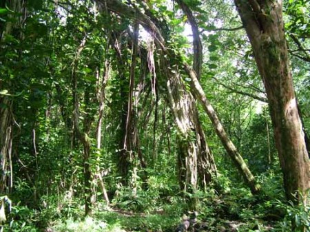 rainforest1