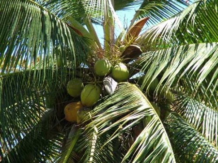 Swiezutkie kokosy