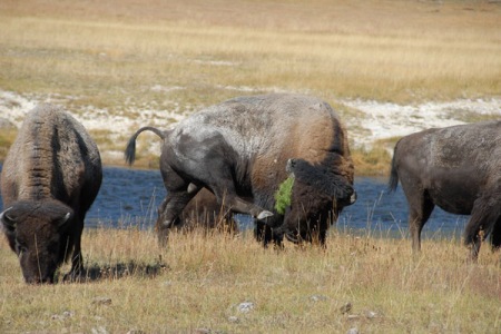 bisony